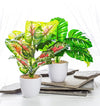 Large Leaf Plant