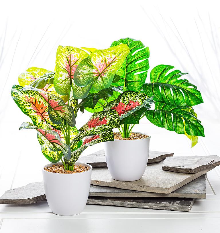 Large Leaf Plant