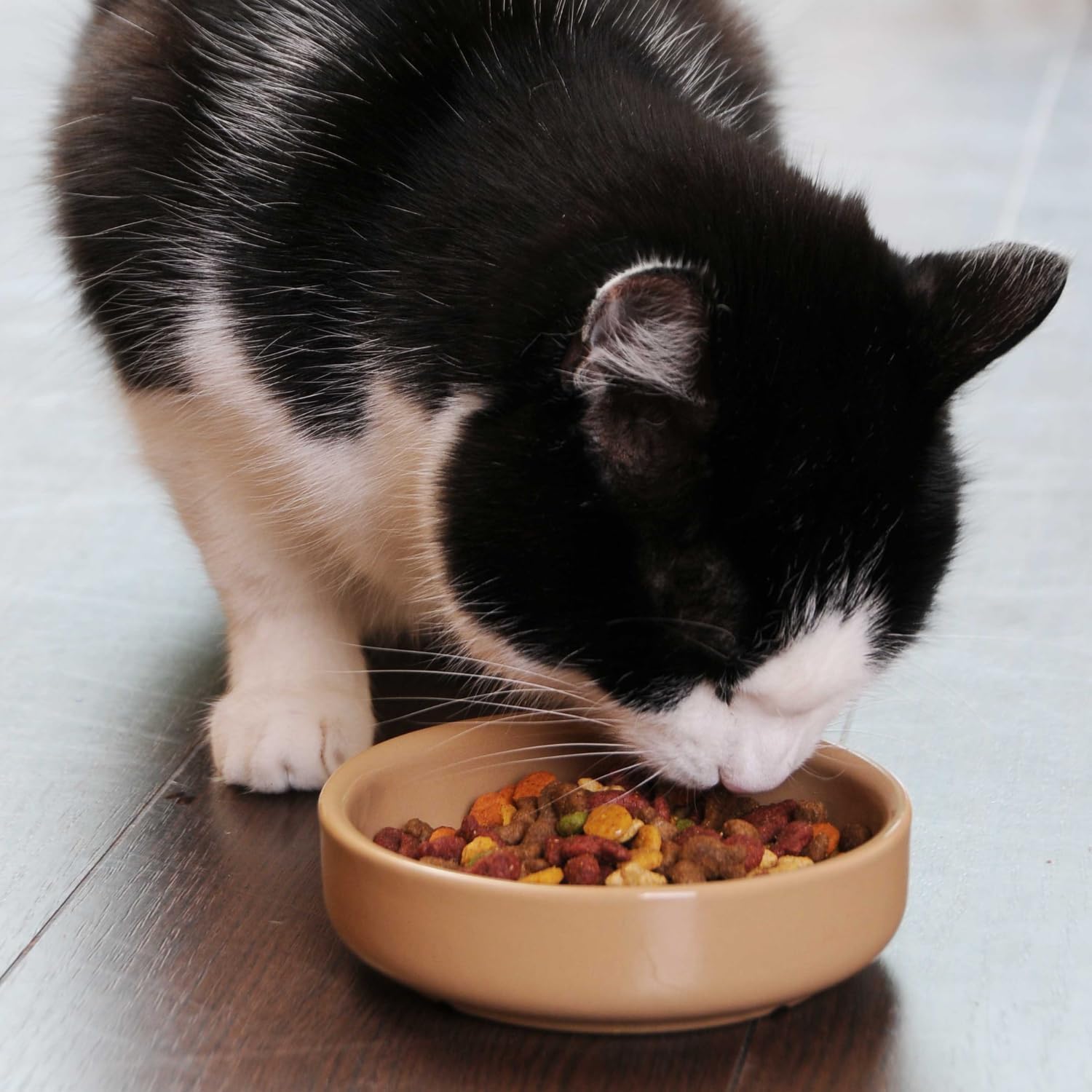 Soucoupe pour chat PET Cane
