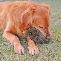 Hedgehog XL Squeaky Plush Dog Toy